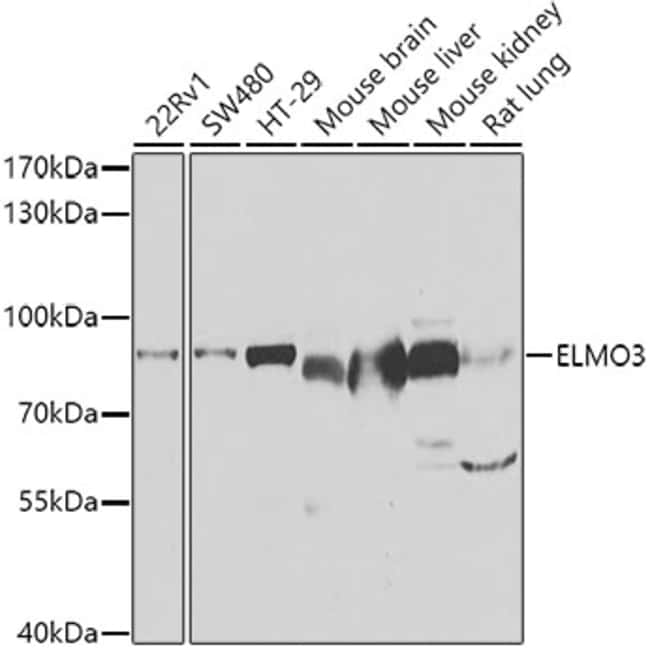 100UL ELMO3 ANTIBODY 100 ul