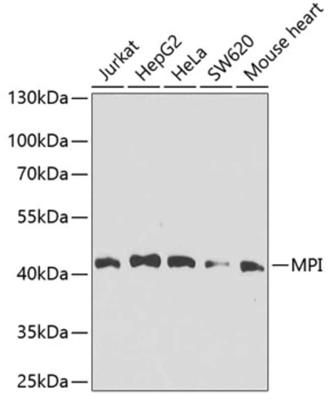 100UL MPI ANTIBODY 100 ul