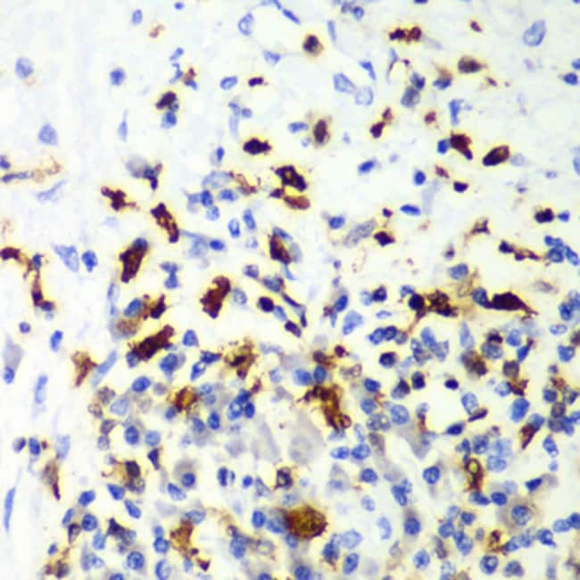 100UL CAPG ANTIBODY 100 ul
