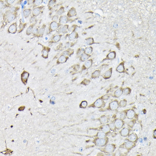 100UL EEF1A2 ANTIBODY 100 ul