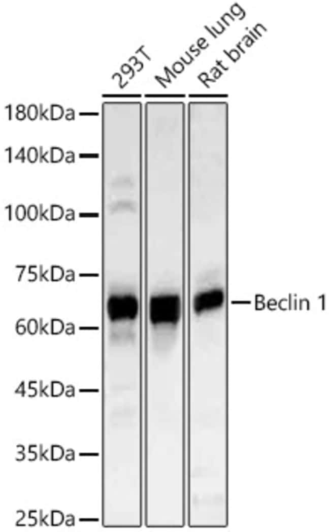100UL BECLIN 1 ANTIBODY 100 ul