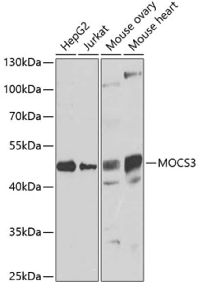 100UL MOCS3 ANTIBODY 100 ul