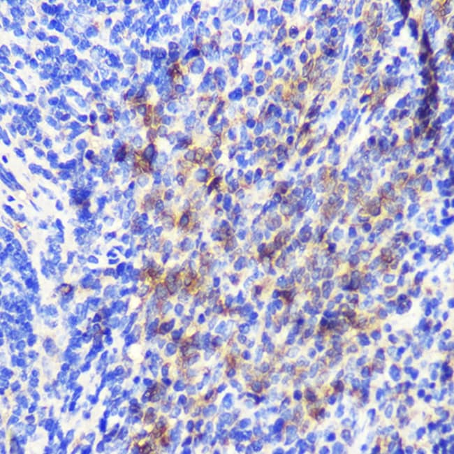 100UL ATG10 ANTIBODY 100 ul