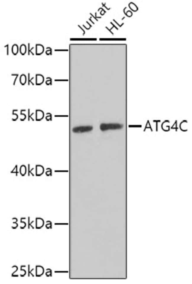100UL ATG4C ANTIBODY 100 ul