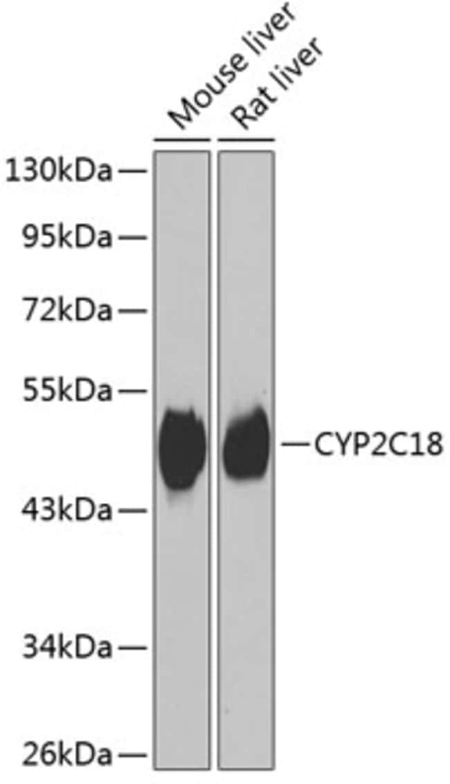 100UL CYTOCHROME P450 2C18 ANTIBODY 100