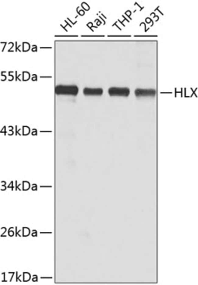 100UL HLX ANTIBODY 100 ul