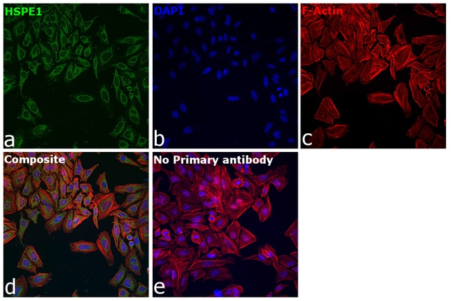 100UL HSPE1 ANTIBODY 100 ul