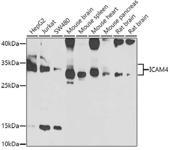 100UL ICAM-4 ANTIBODY 100 ul