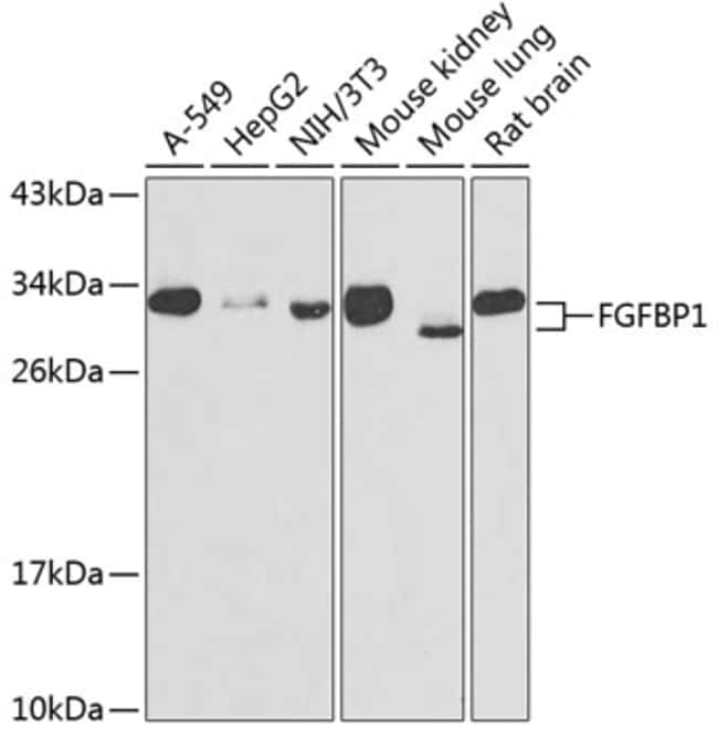 100UL FGFBP1 ANTIBODY 100 ul
