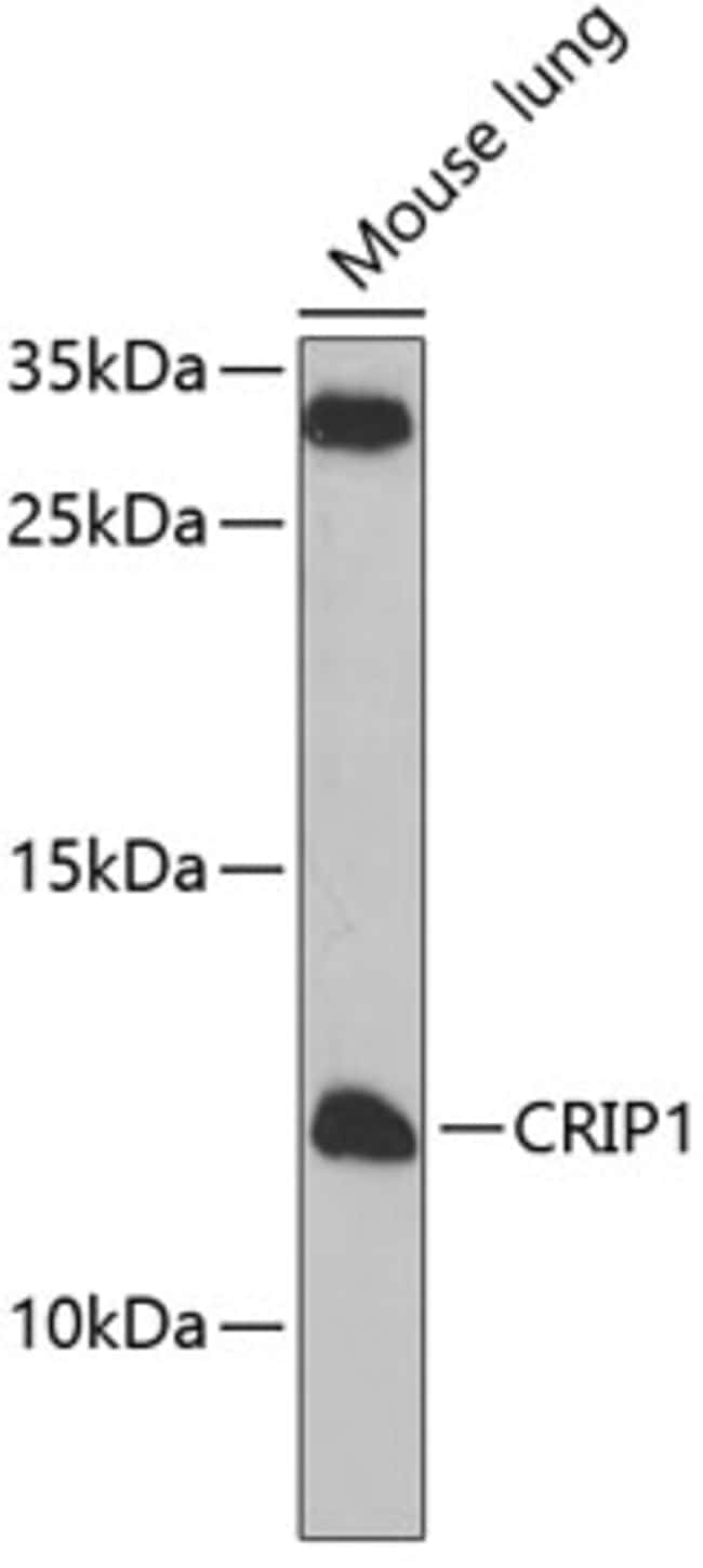 100UL CRIP1 ANTIBODY 100 ul