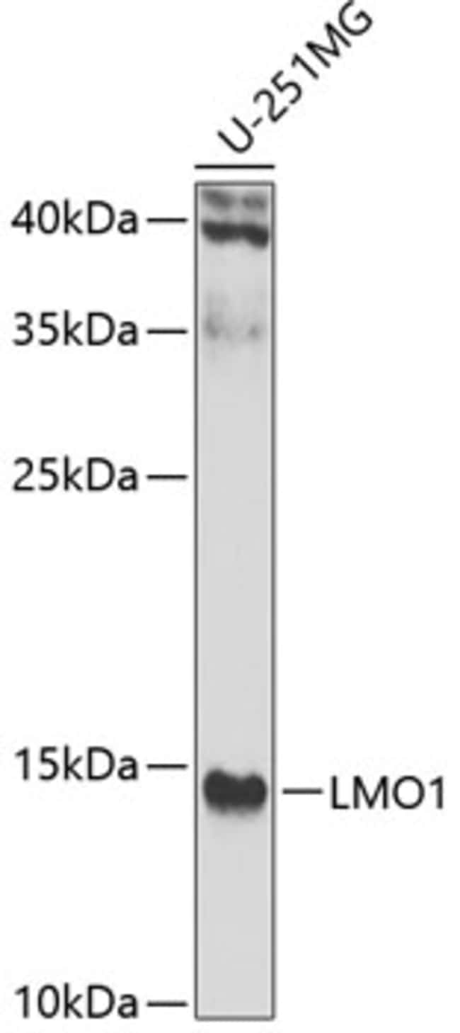 100UL LMO1 ANTIBODY 100 ul