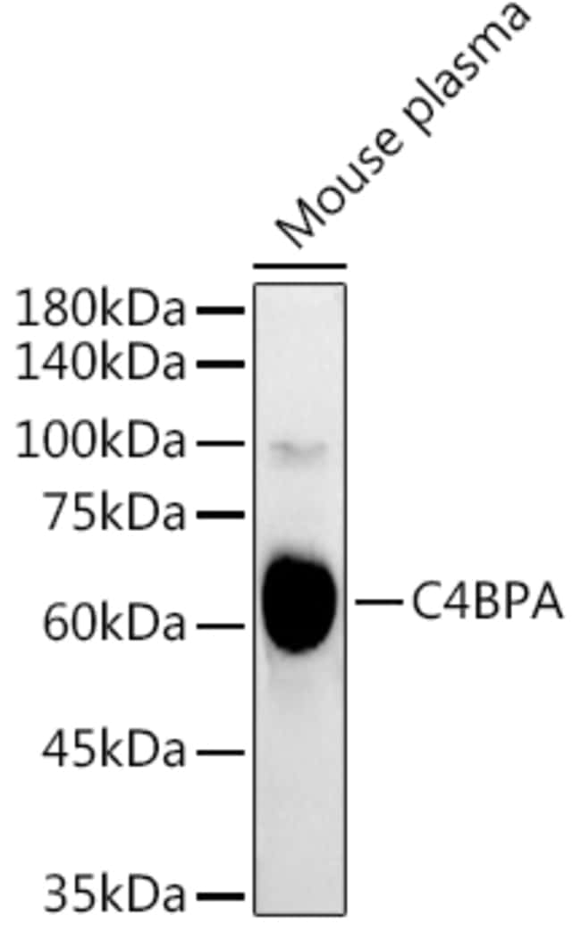 100UL C4BPA ANTIBODY 100 ul