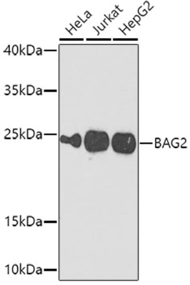100UL BAG2 ANTIBODY 100 ul