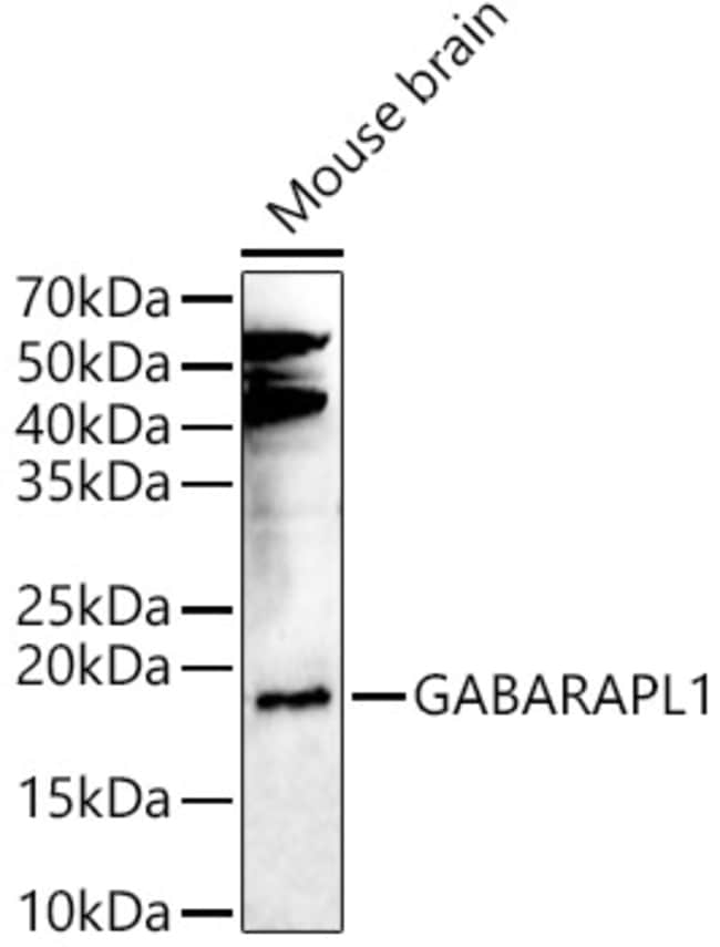 100UL GABARAPL1 ANTIBODY 100 ul