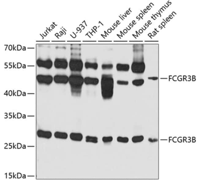 100UL CD16 ANTIBODY 100 ul