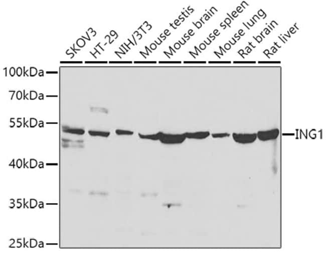 100UL ING1 ANTIBODY 100 ul