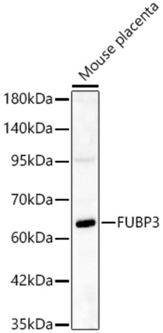 100UL FUBP3 ANTIBODY 100 ul
