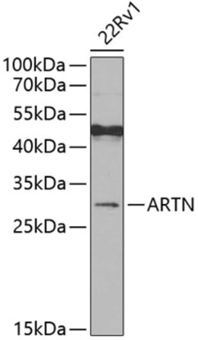 100UL ARTEMIN ANTIBODY 100 ul