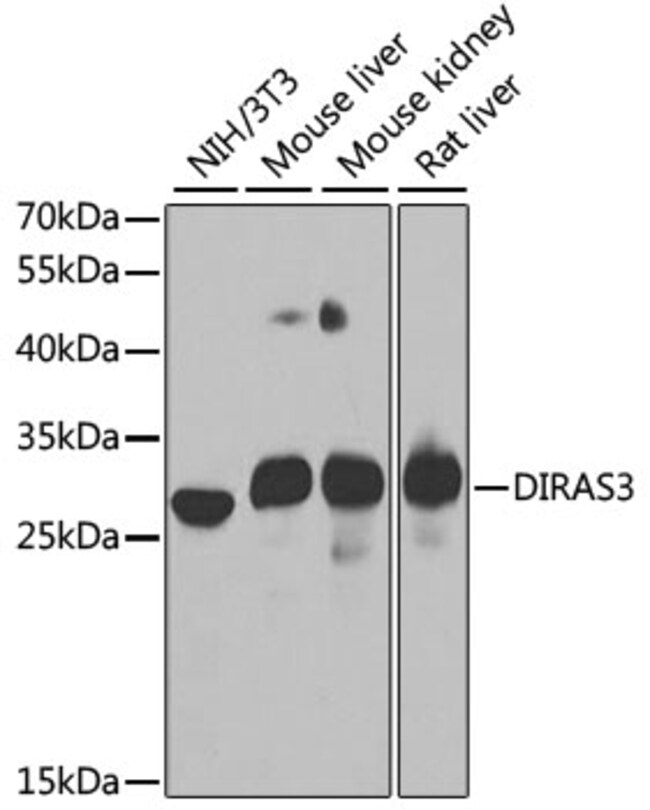 100UL DIRAS3 ANTIBODY 100 ul