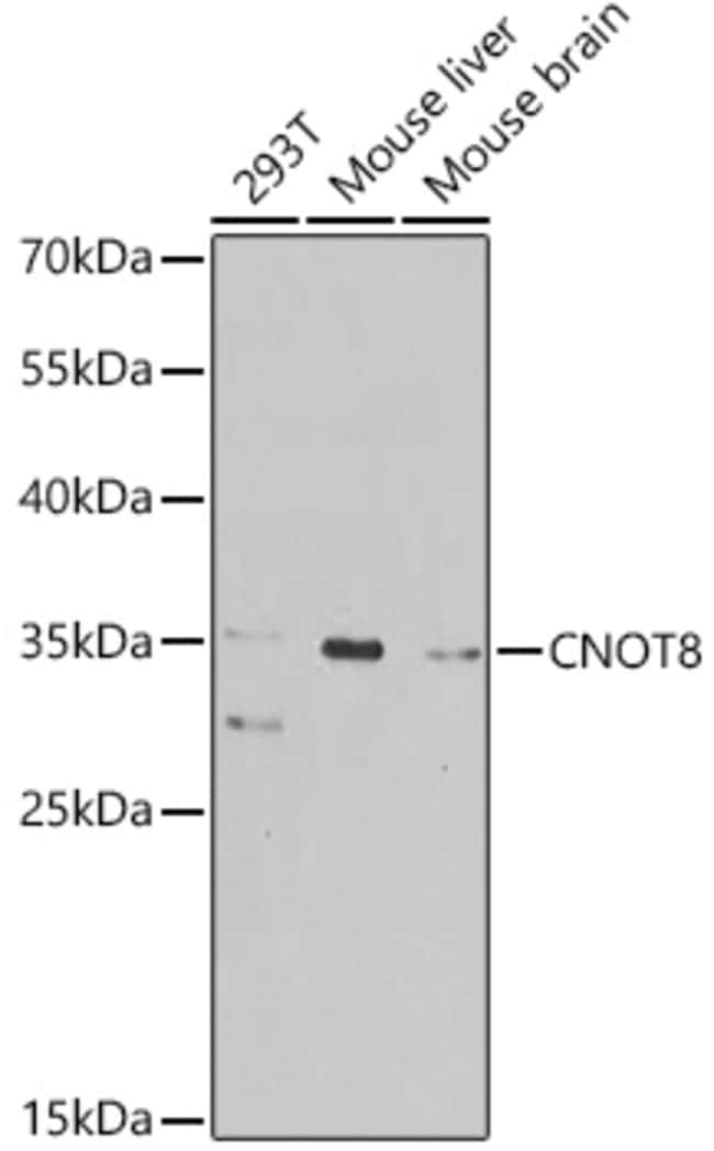 100UL CNOT8 ANTIBODY 100 ul