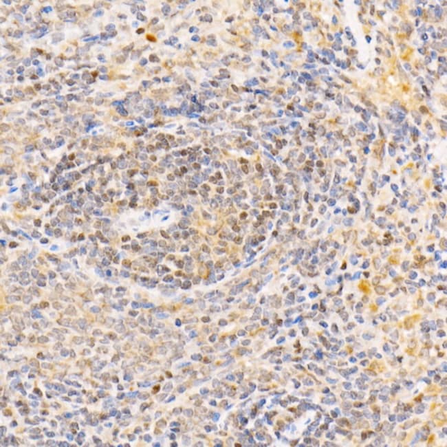 100UL APC2 ANTIBODY 100 ul