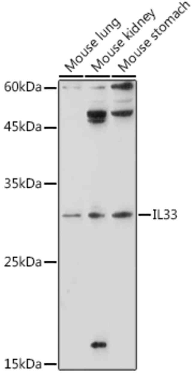 100UL IL-33 ANTIBODY 100 ul