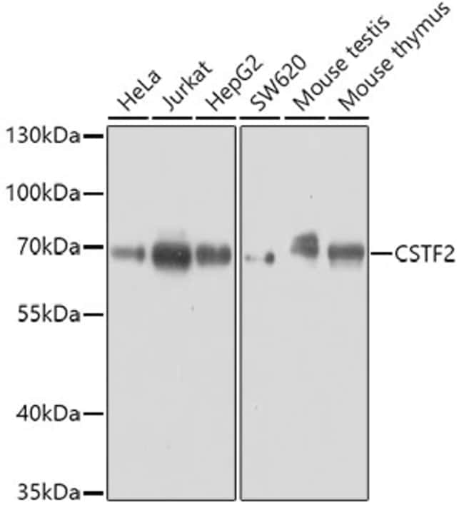 100UL CSTF2 ANTIBODY 100 ul
