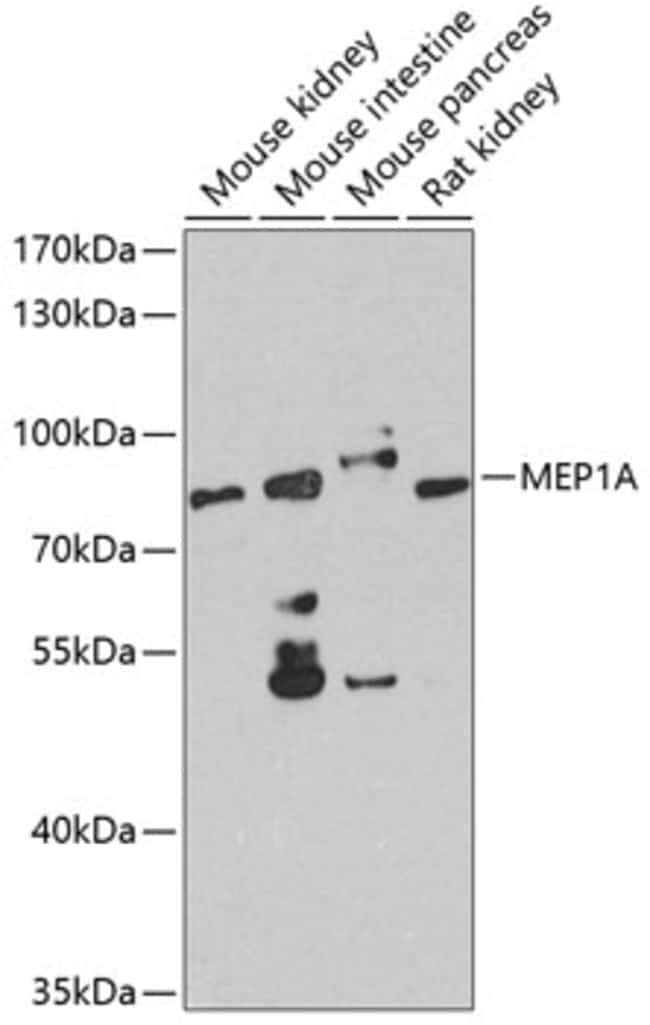 100UL MEP1A ANTIBODY 100 ul