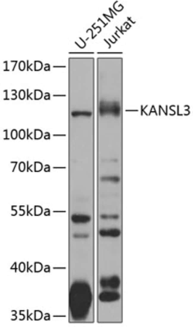 100UL KIAA1310 ANTIBODY 100 ul