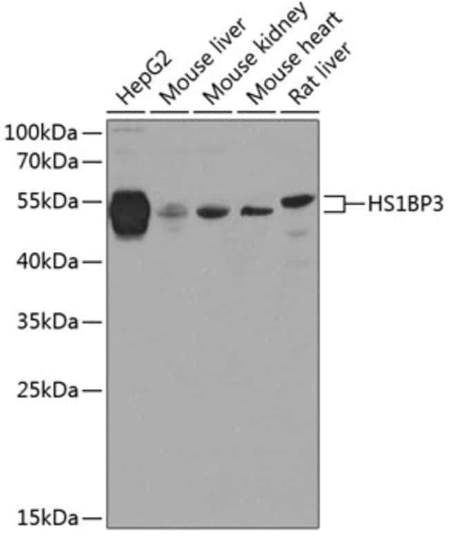 100UL HS1BP3 ANTIBODY 100 ul