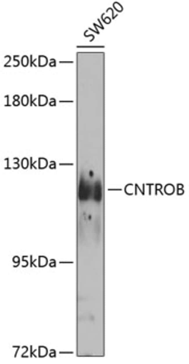 100UL CNTROB ANTIBODY 100 ul