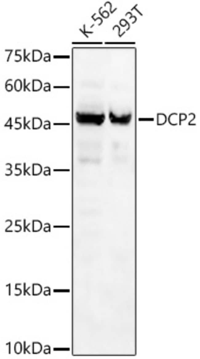 100UL DCP2 ANTIBODY 100 ul