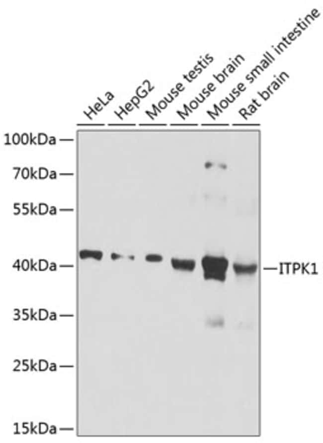 100UL ITPK1 ANTIBODY 100 ul