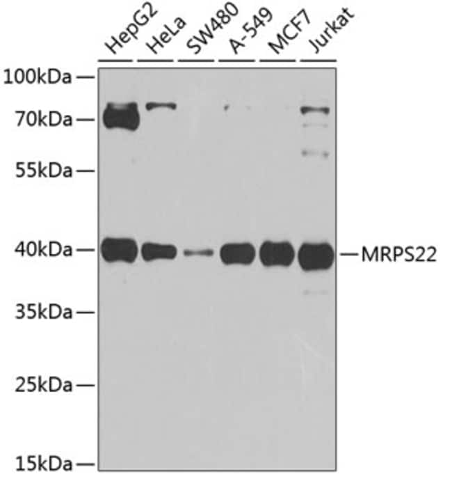 100UL MRPS22 ANTIBODY 100 ul