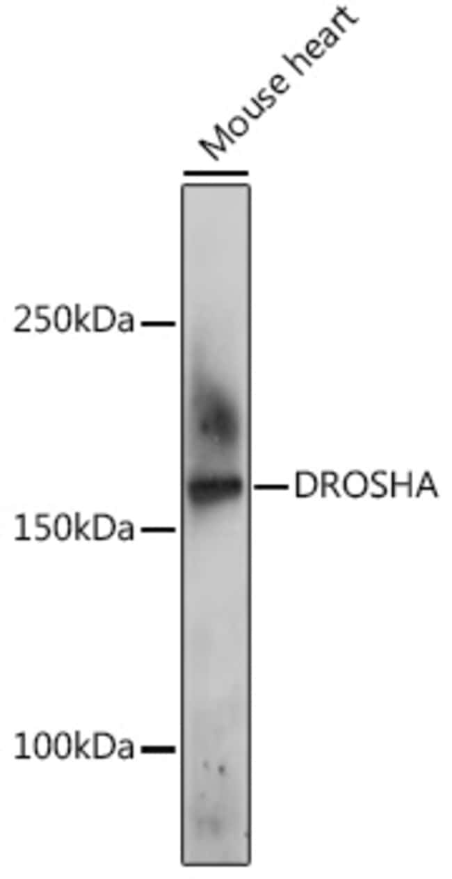 100UL DROSHA ANTIBODY 100 ul