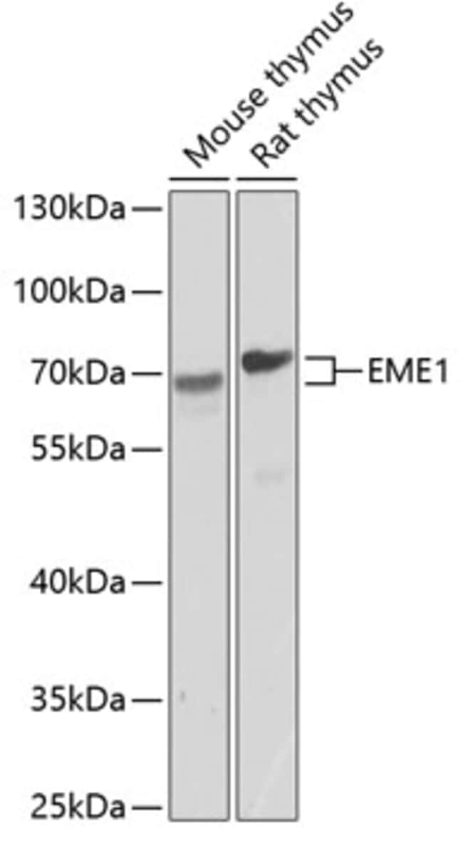 100UL EME1 ANTIBODY 100 ul