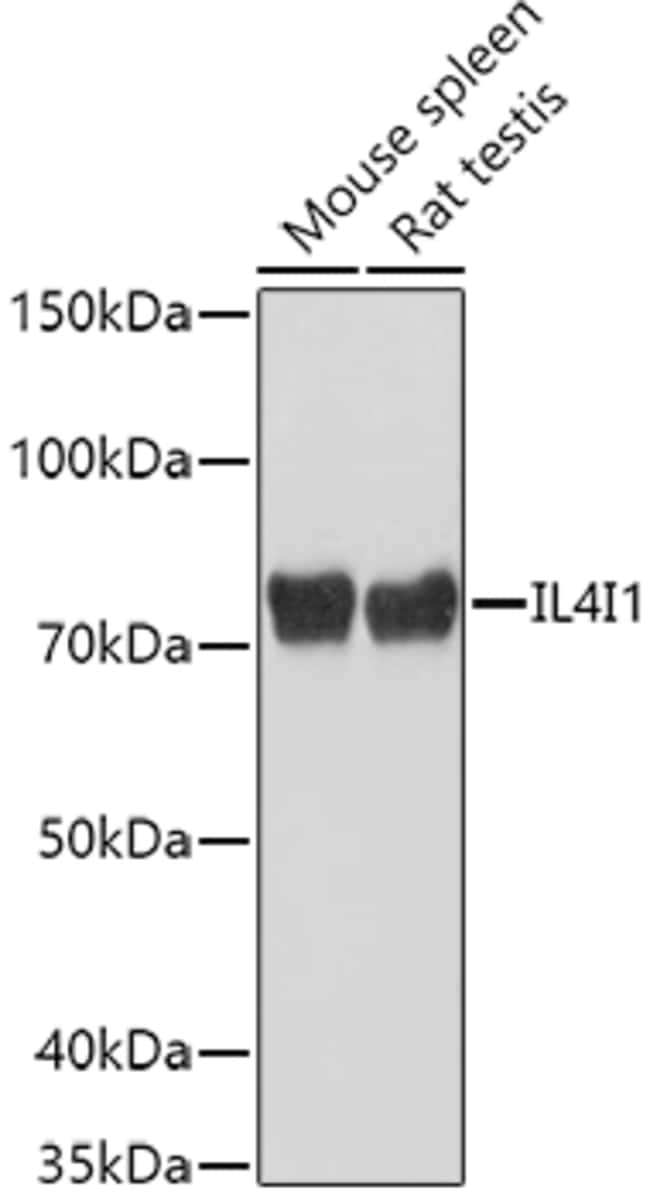 100UL IL4I1 ANTIBODY 100 ul