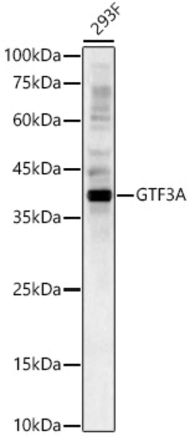 100UL GTF3A ANTIBODY 100 ul