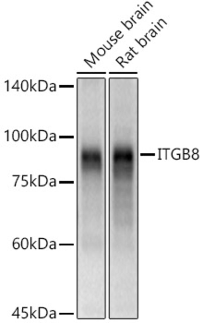 100UL ITGB8 ANTIBODY 100 ul