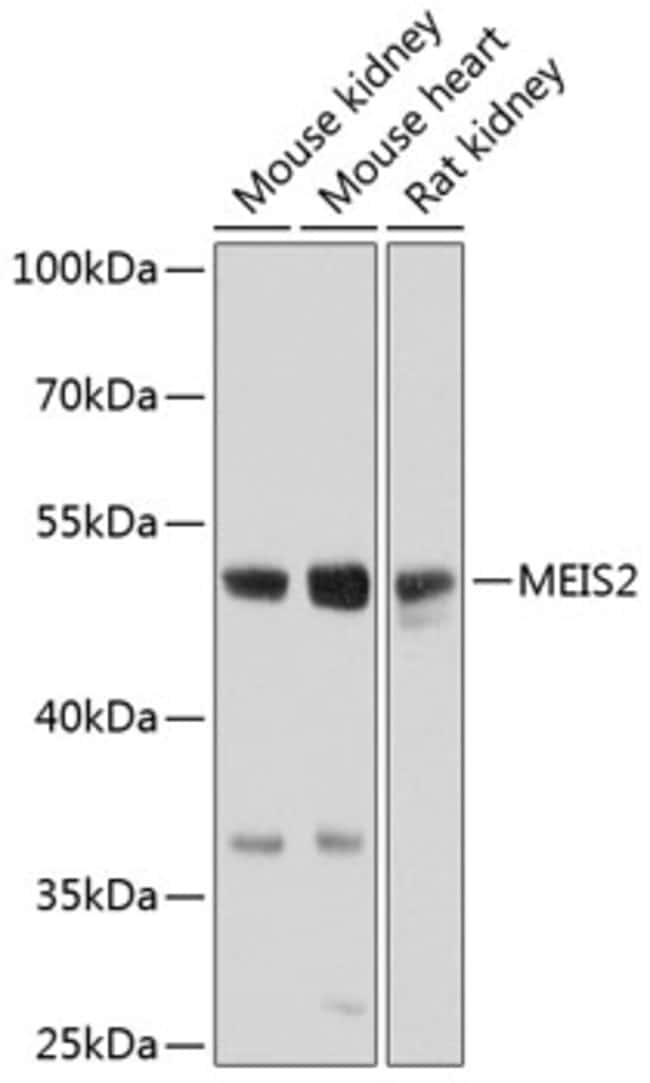 100UL MEIS2 ANTIBODY 100 ul