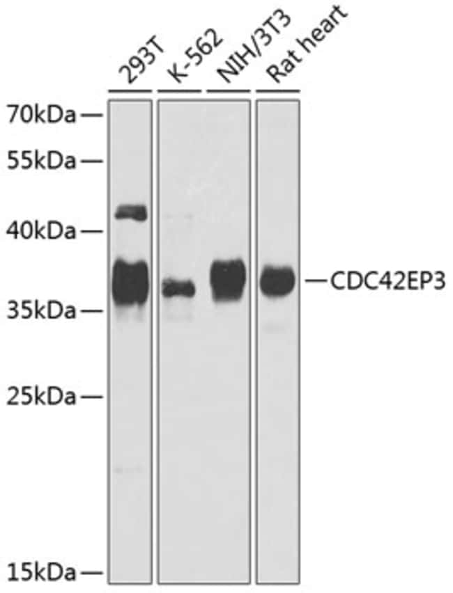100UL CDC42EP3 ANTIBODY 100 ul