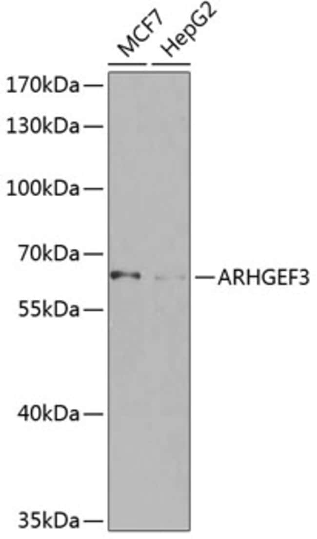 100UL ARHGEF3 ANTIBODY 100 ul