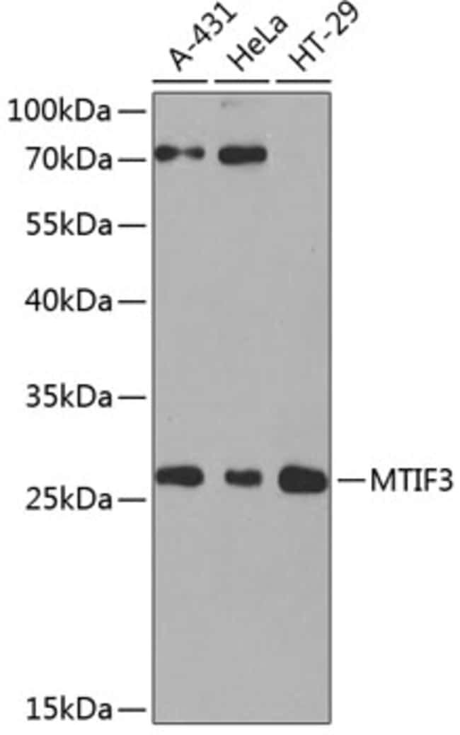 100UL MTIF3 ANTIBODY 100 ul