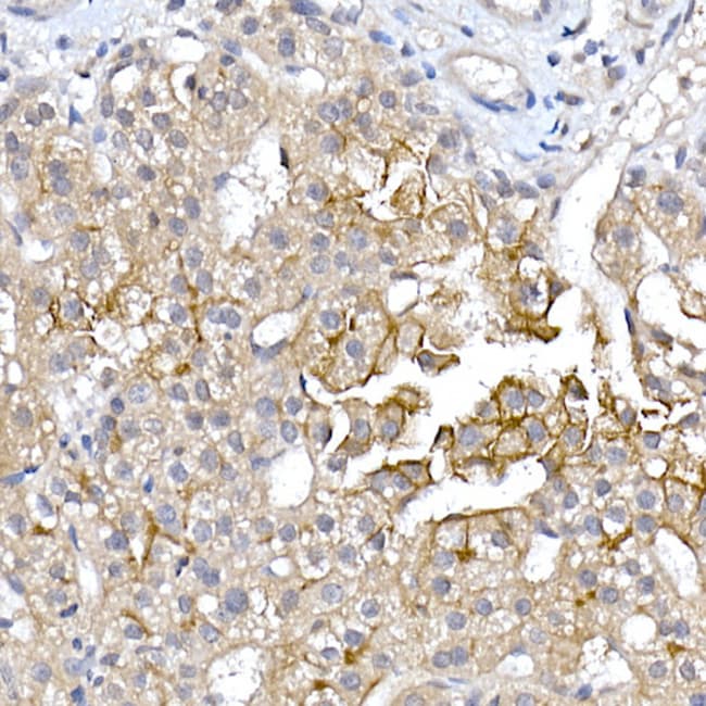 100UL AQUAPORIN 9 ANTIBODY 100 ul
