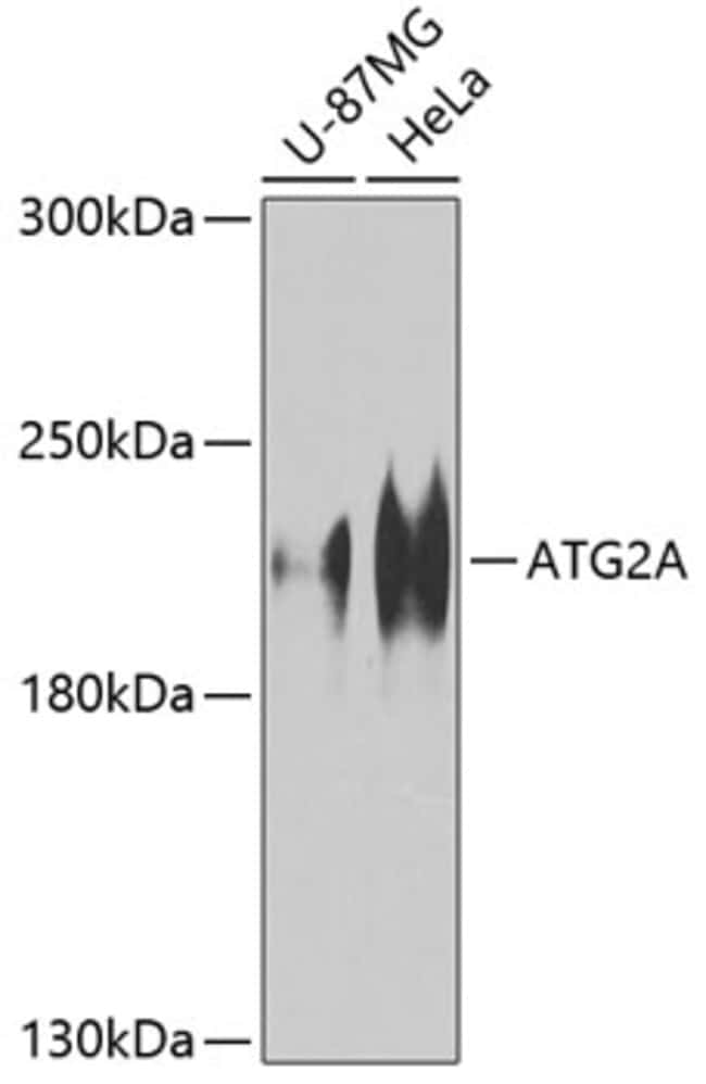 100UL ATG2A ANTIBODY 100 ul