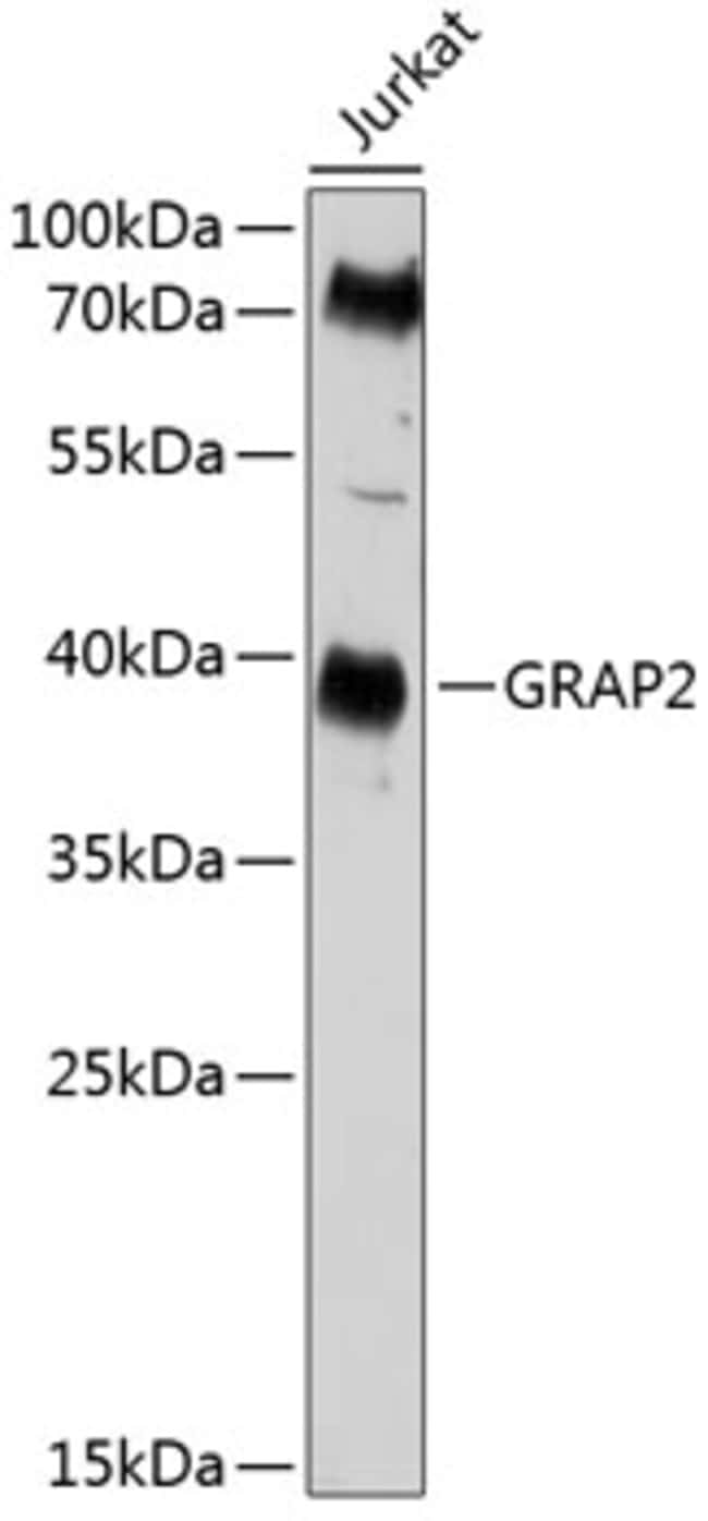 100UL GRAP2 ANTIBODY 100 ul
