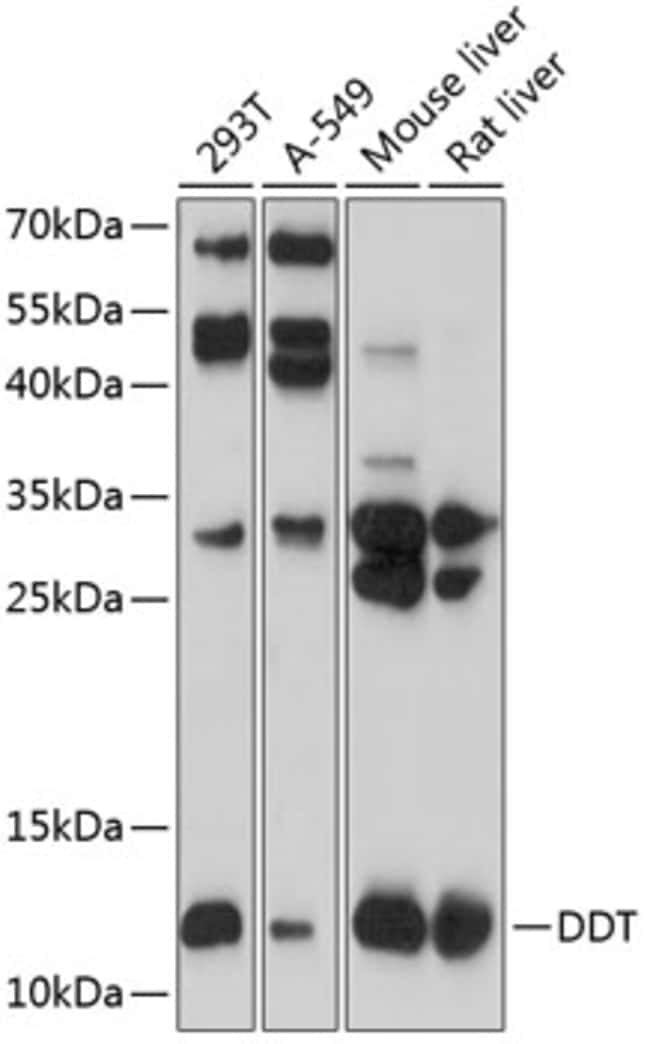100UL DDT ANTIBODY 100 ul