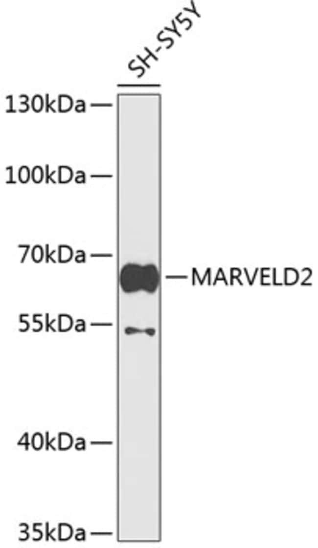 100UL MARVELD2 ANTIBODY 100 ul