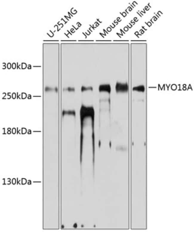 100UL MYO18A ANTIBODY 100 ul