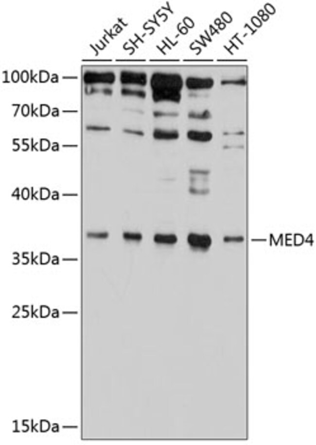 100UL MED4 ANTIBODY 100 ul